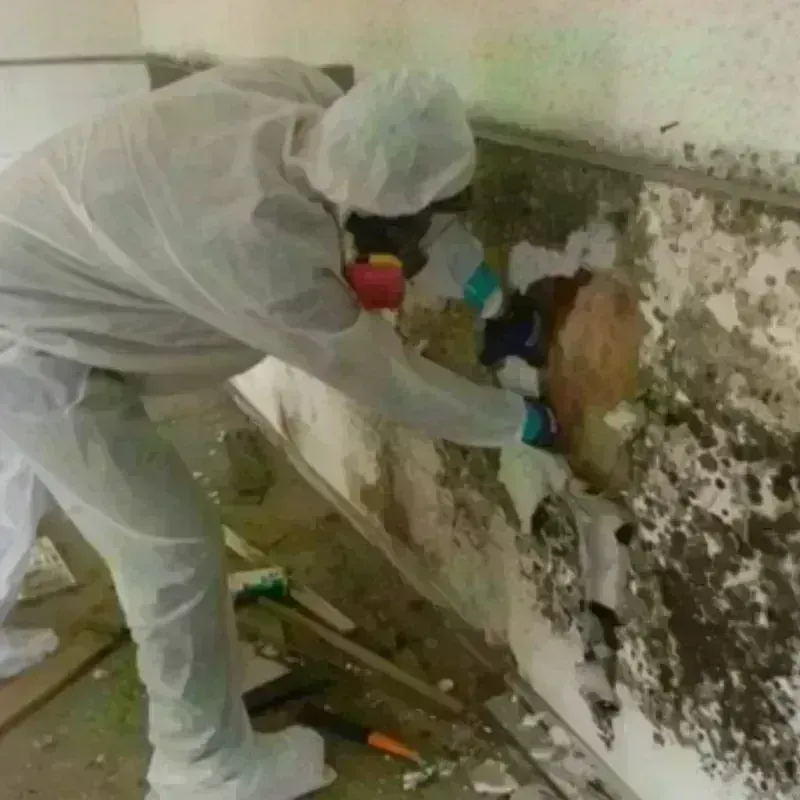 Mold Remediation and Removal in Loretto, PA